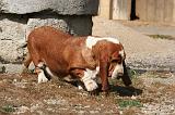 BASSET HOUND 184